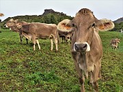 09 Mucche al pascolo nei prati di Reggetto con vista in cima Corno Zuccone